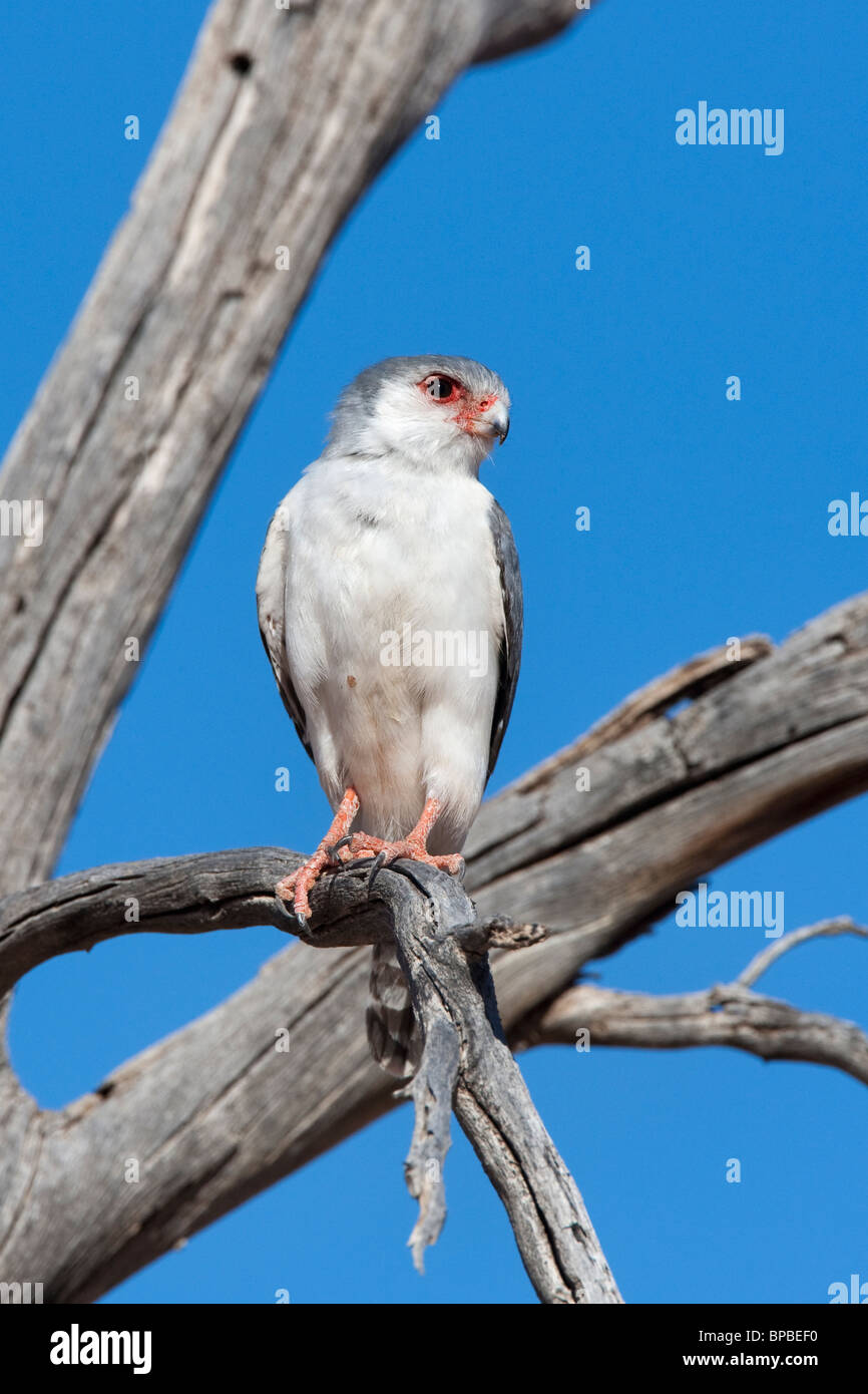 Polihierax semitorquatus pygmée, Falcon, Kgalagadi Transfrontier Park, Afrique du Sud Banque D'Images