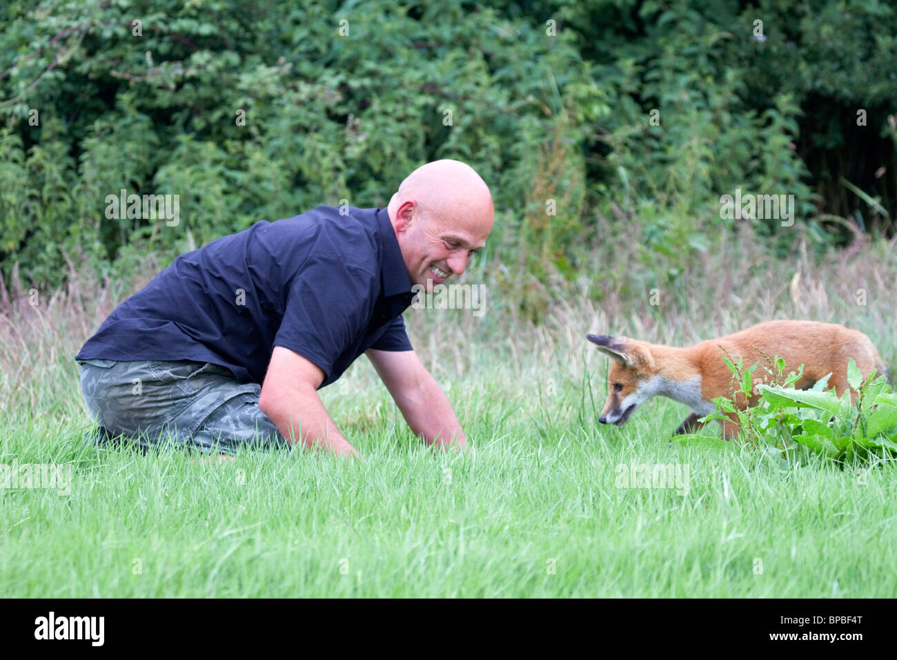 Fox Cub ; Vulpes vulpes, mâle avec handler ; Gary Zammit Banque D'Images
