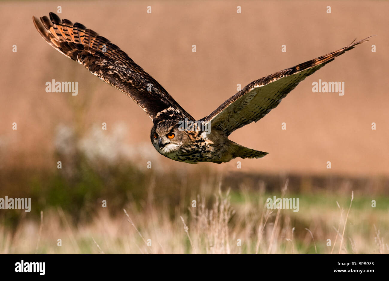 Eagle Owl en vol Banque D'Images