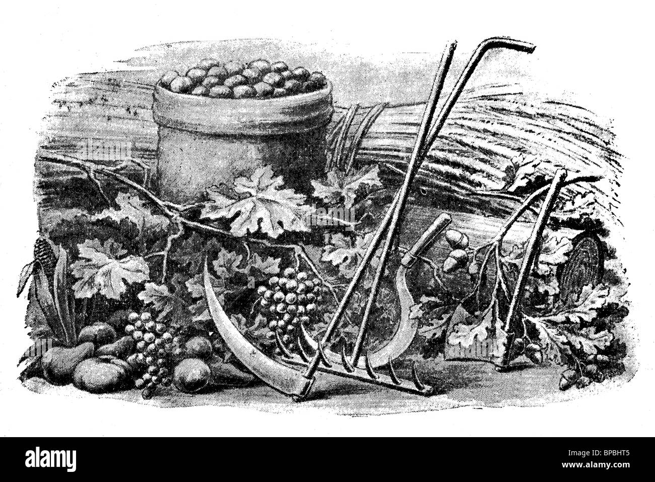 Outils et récoltes de fermier. Illustration d'antiquités. 1900. Banque D'Images