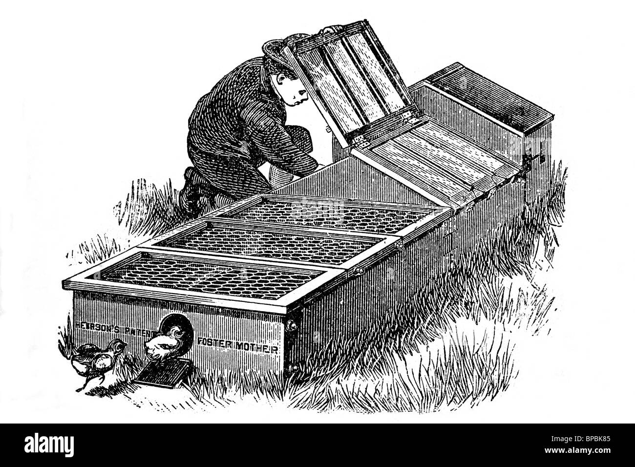Les poussins d'élevage. Illustration d'antiquités. 1900. Banque D'Images