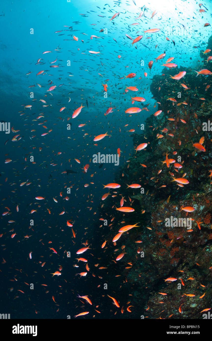 La scolarisation anthias sur un récif, Pulau Weh, Sumatra, Indonésie. Banque D'Images La scolarisation anthias sur un récif, Pulau Weh, Sumatra, Indonésie. Banque D'Images