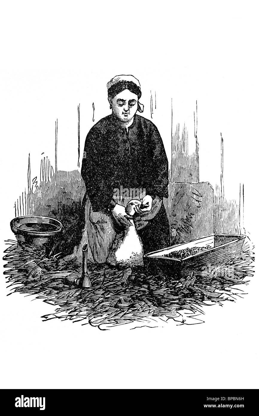 Femme force de faire d'oie foie gras. Illustration d'antiquités. 1900. Banque D'Images