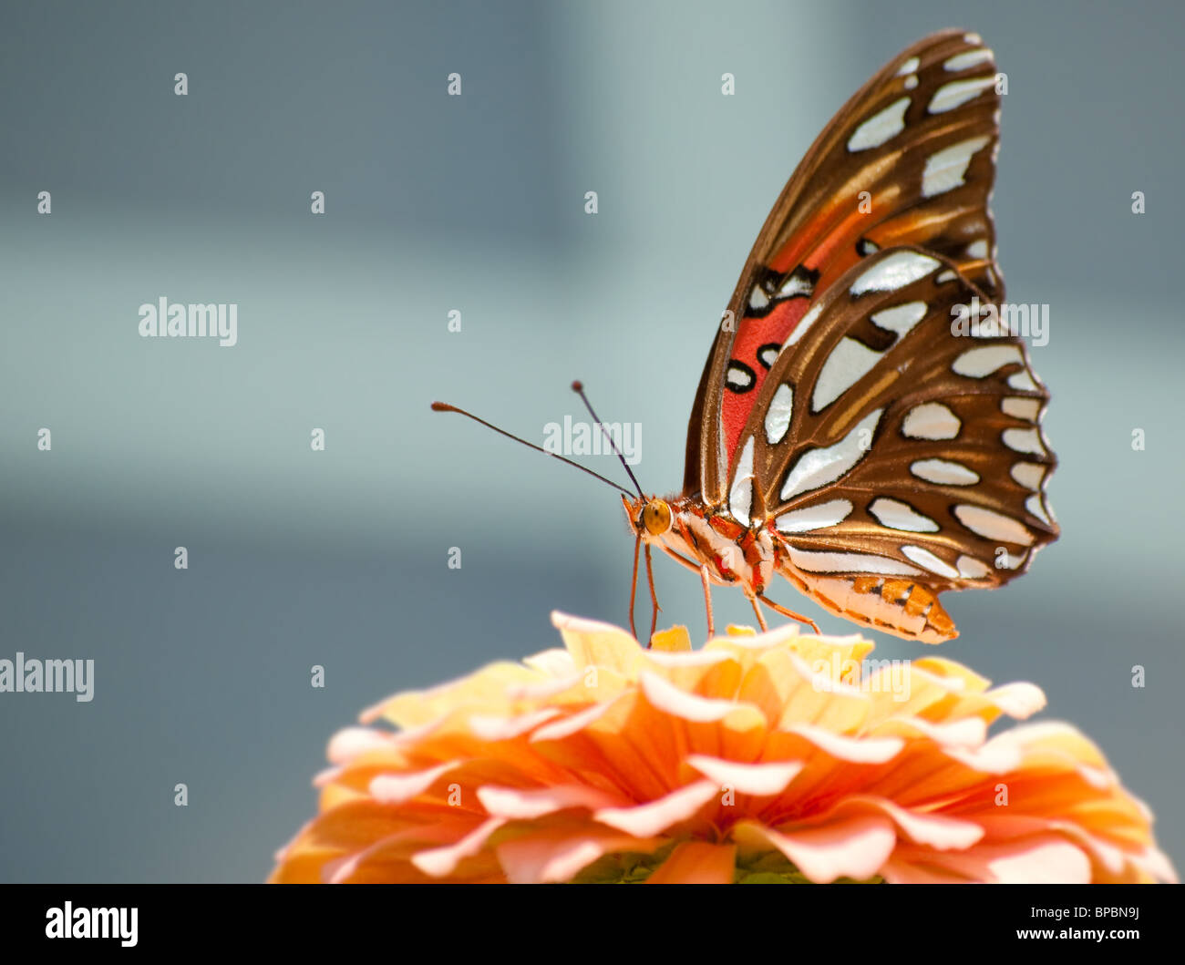 Alimentation Fritillary butterfly du golfe Banque D'Images