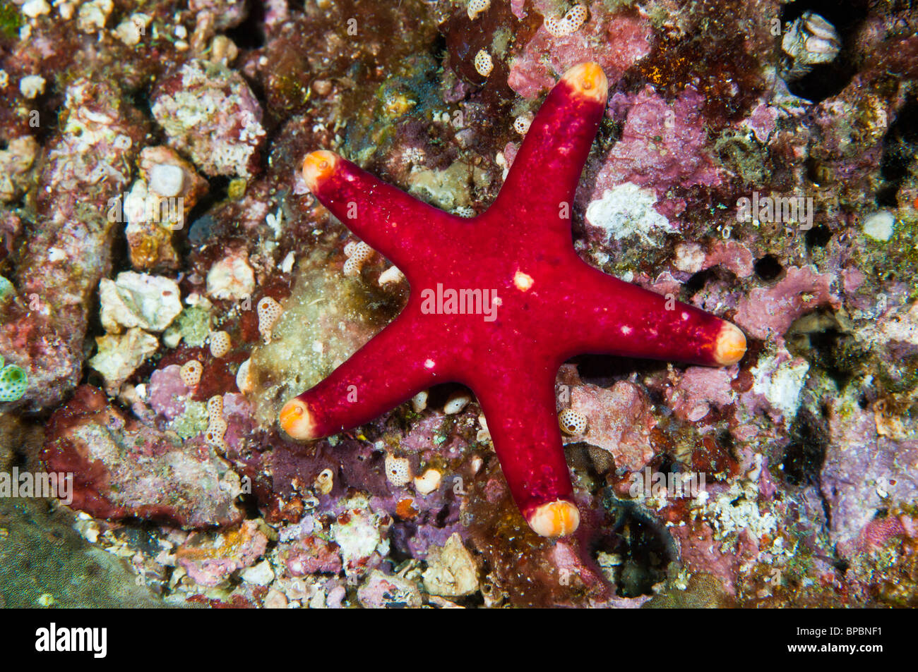 L'étoile de mer, Pulau Weh, Sumatra, Indonésie. Banque D'Images