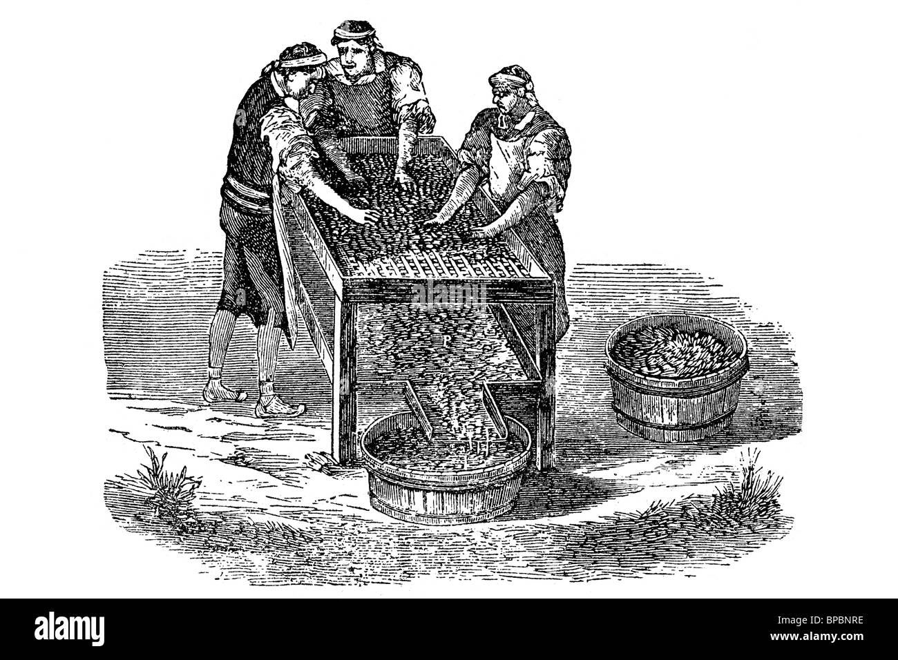 Appareil pour ramasser le raisin d'un groupe. Illustration d'antiquités. 1900. Banque D'Images