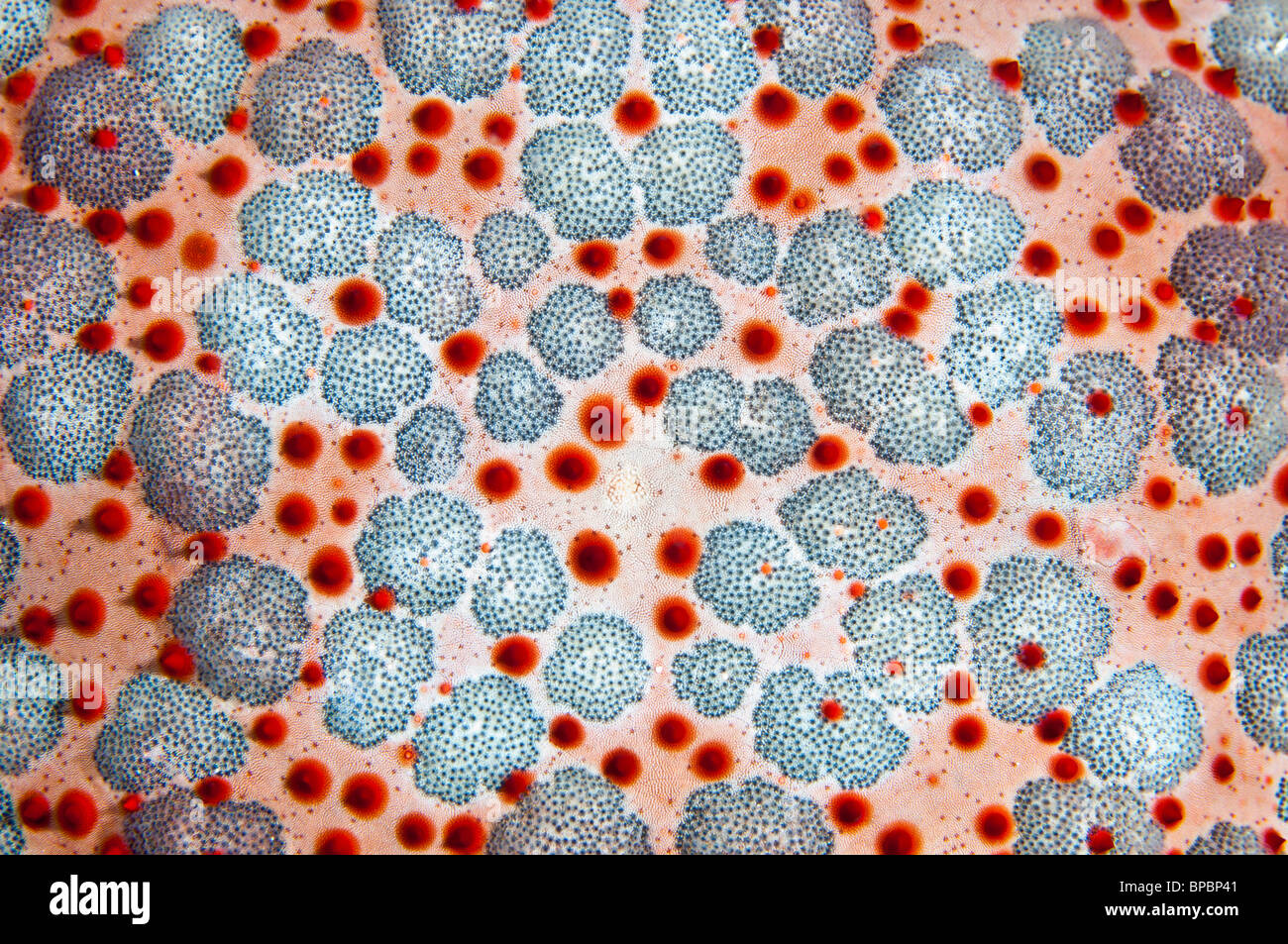 Surface d'une étoile de mer du coussin, Pulau Weh, Sumatra, Indonésie. Banque D'Images Surface d'une étoile de mer du coussin, Pulau Weh, Sumatra, Indonésie. Banque D'Images