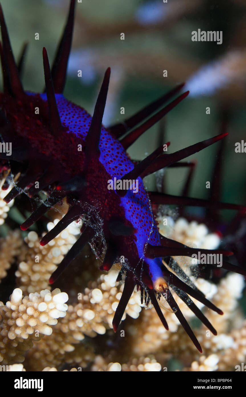Close up du bras d'une couronne d'épines comme étoile de il se nourrit de coraux durs, Pulau Weh, Sumatra, Indonésie. Banque D'Images Close up du bras d'une couronne d'épines comme étoile de il se nourrit de coraux durs, Pulau Weh, Sumatra, Indonésie. Banque D'Images
