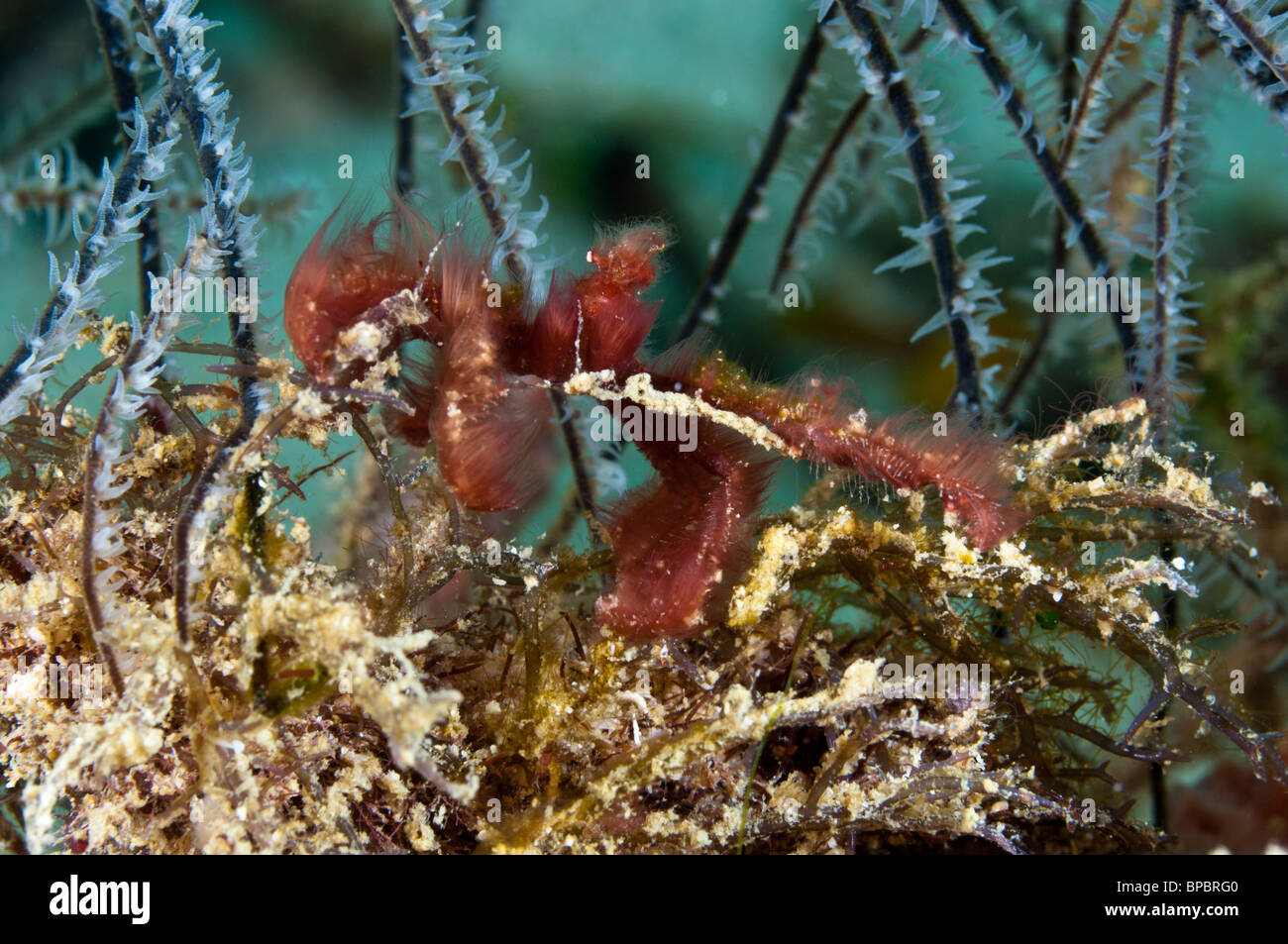Un crabe de l'orang-outan se hisse parmi les coraux whip, Triton Bay, en Papouasie occidentale, en Indonésie. Banque D'Images