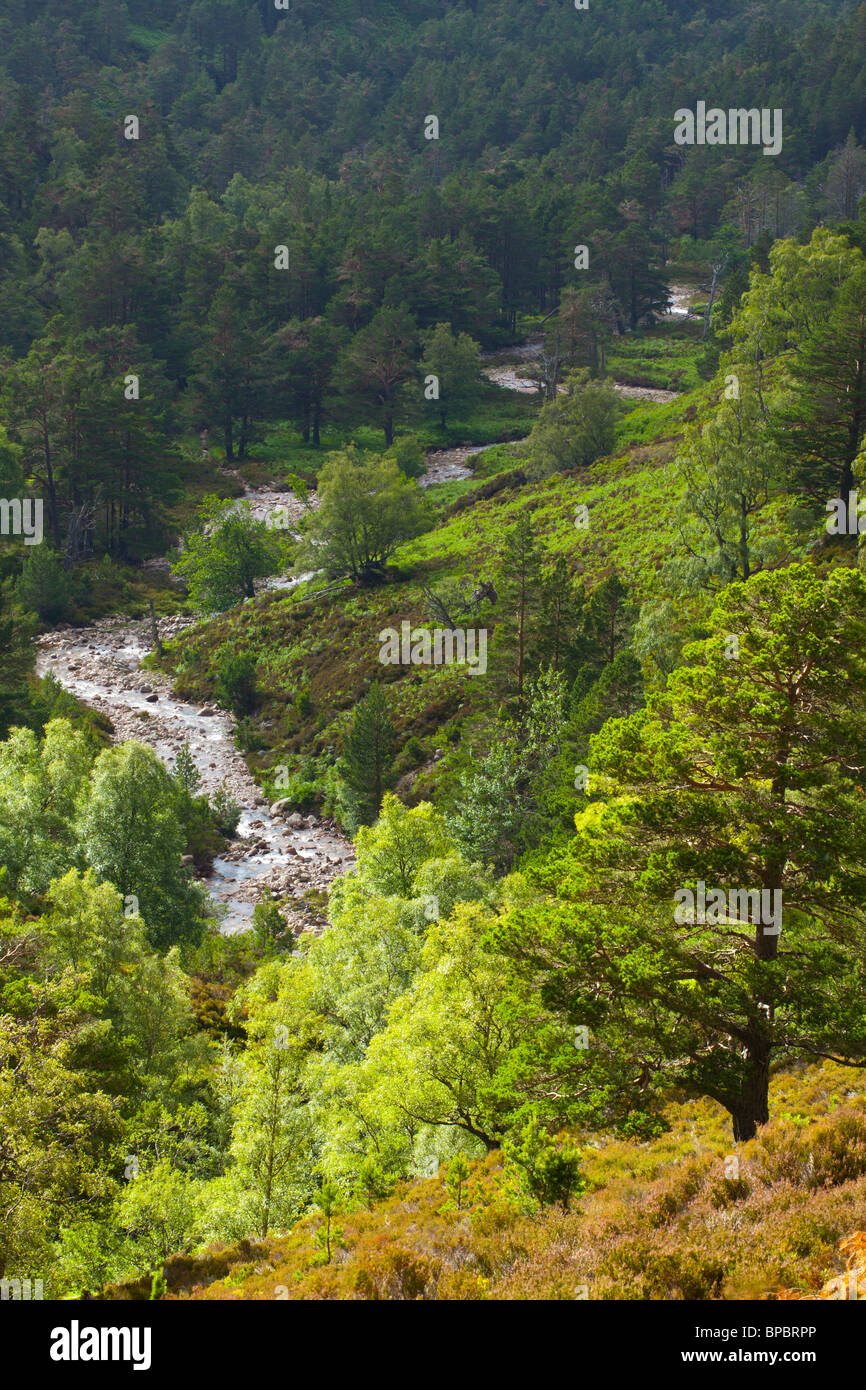 L'Écosse, les Highlands écossais, le Parc National de Cairngorms. Une rivière qui traverse la vallée boisée du domaine de Rothiemurchus. Banque D'Images