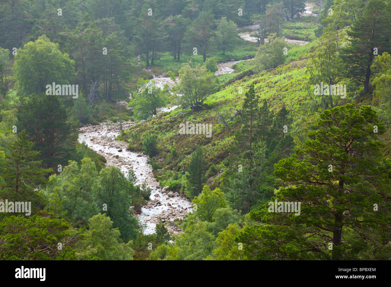 L'Écosse, les Highlands écossais, le Parc National de Cairngorms. Une rivière qui traverse la vallée boisée du domaine de Rothiemurchus. Banque D'Images