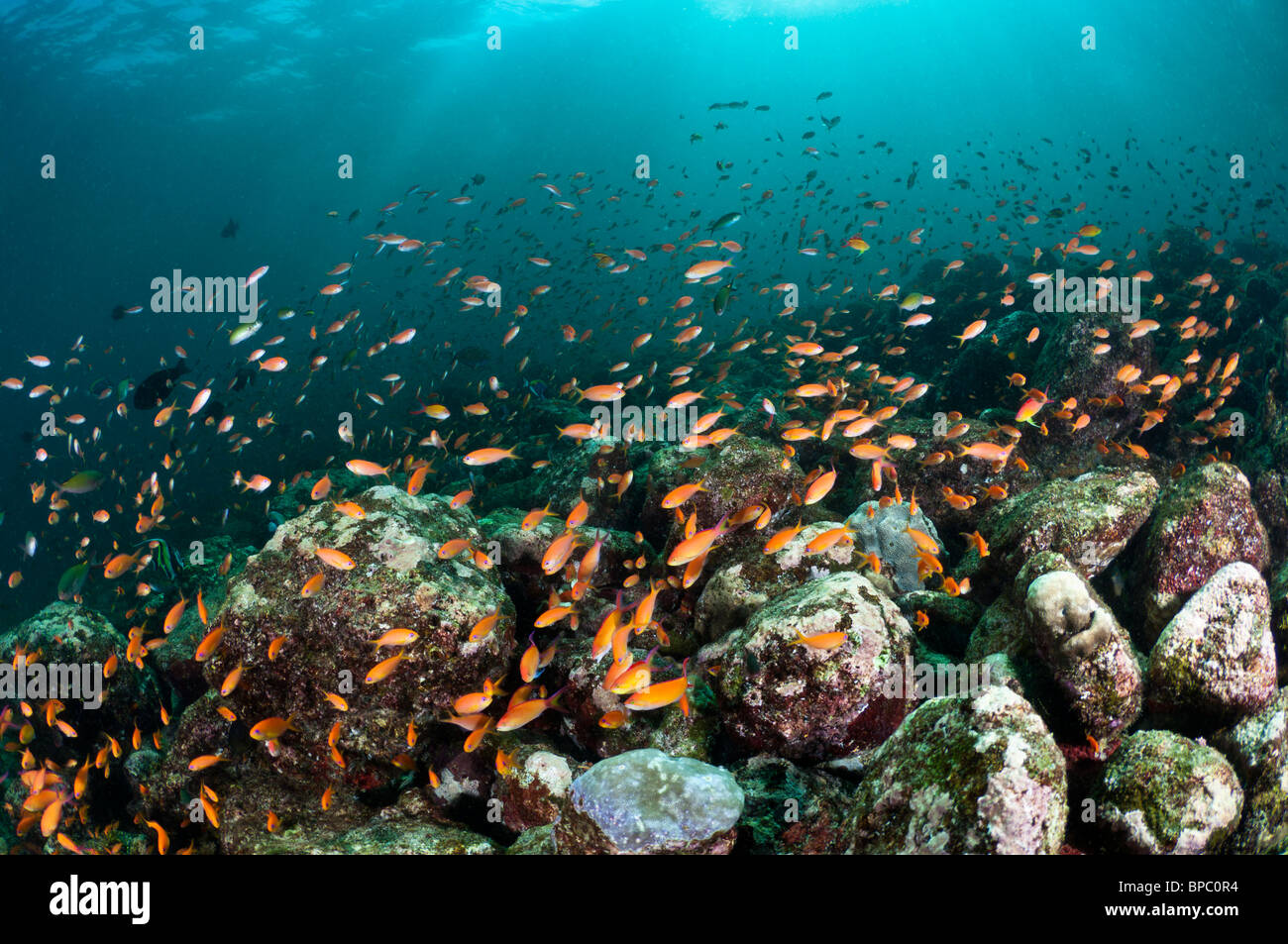 La scolarisation anthias sur un récif, Pulau Weh, Sumatra, Indonésie. Banque D'Images La scolarisation anthias sur un récif, Pulau Weh, Sumatra, Indonésie. Banque D'Images