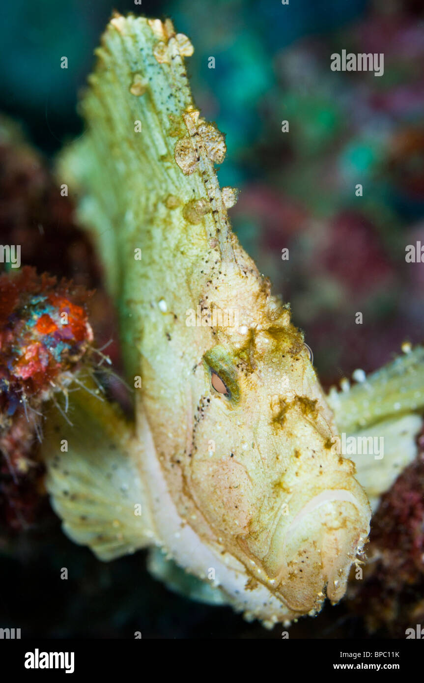 Leaf scorpionfish, Pulau Weh, Sumatra, Indonésie. Banque D'Images