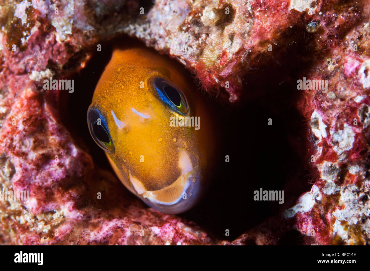 Un de ses nouveaux blennies home, Pulau Weh, Sumatra, Indonésie. Banque D'Images Un de ses nouveaux blennies home, Pulau Weh, Sumatra, Indonésie. Banque D'Images
