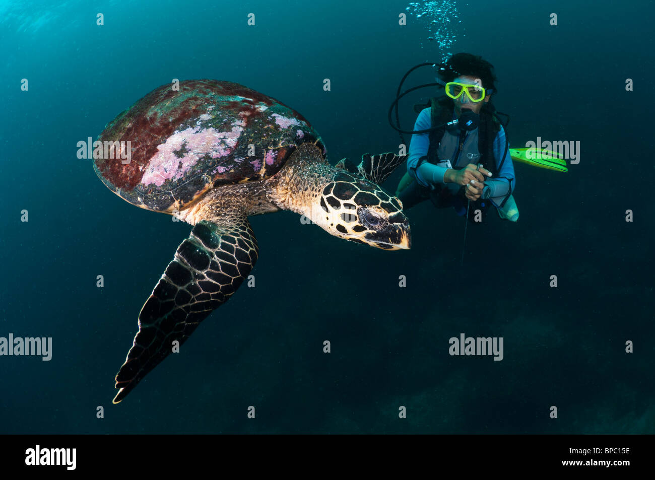 Plongeur et tortue imbriquée, Pulau Weh, Sumatra, Indonésie. Banque D'Images Plongeur et tortue imbriquée, Pulau Weh, Sumatra, Indonésie. Banque D'Images