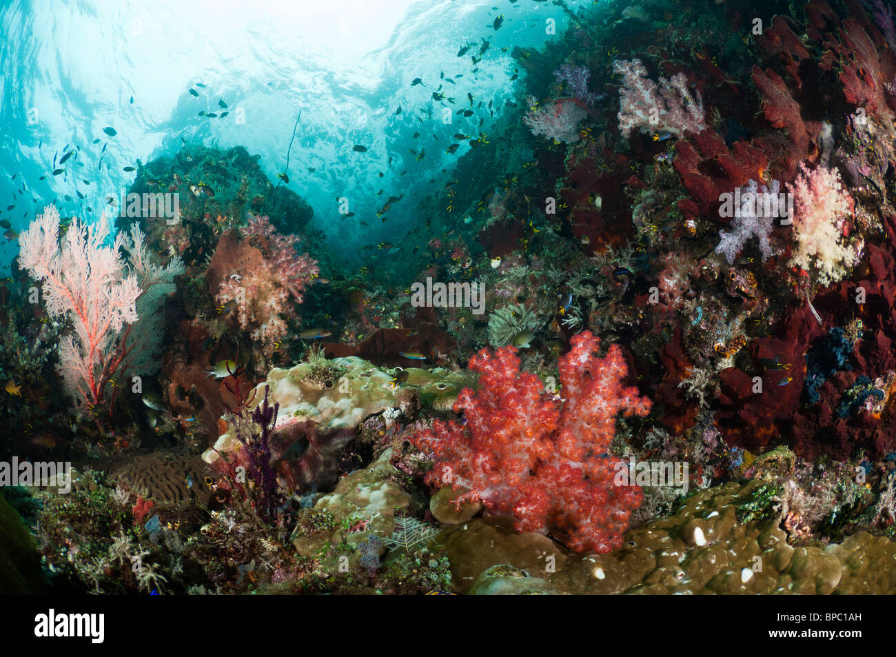 Colorful récif peu profond, Misool, Papouasie occidentale, en Indonésie. Banque D'Images