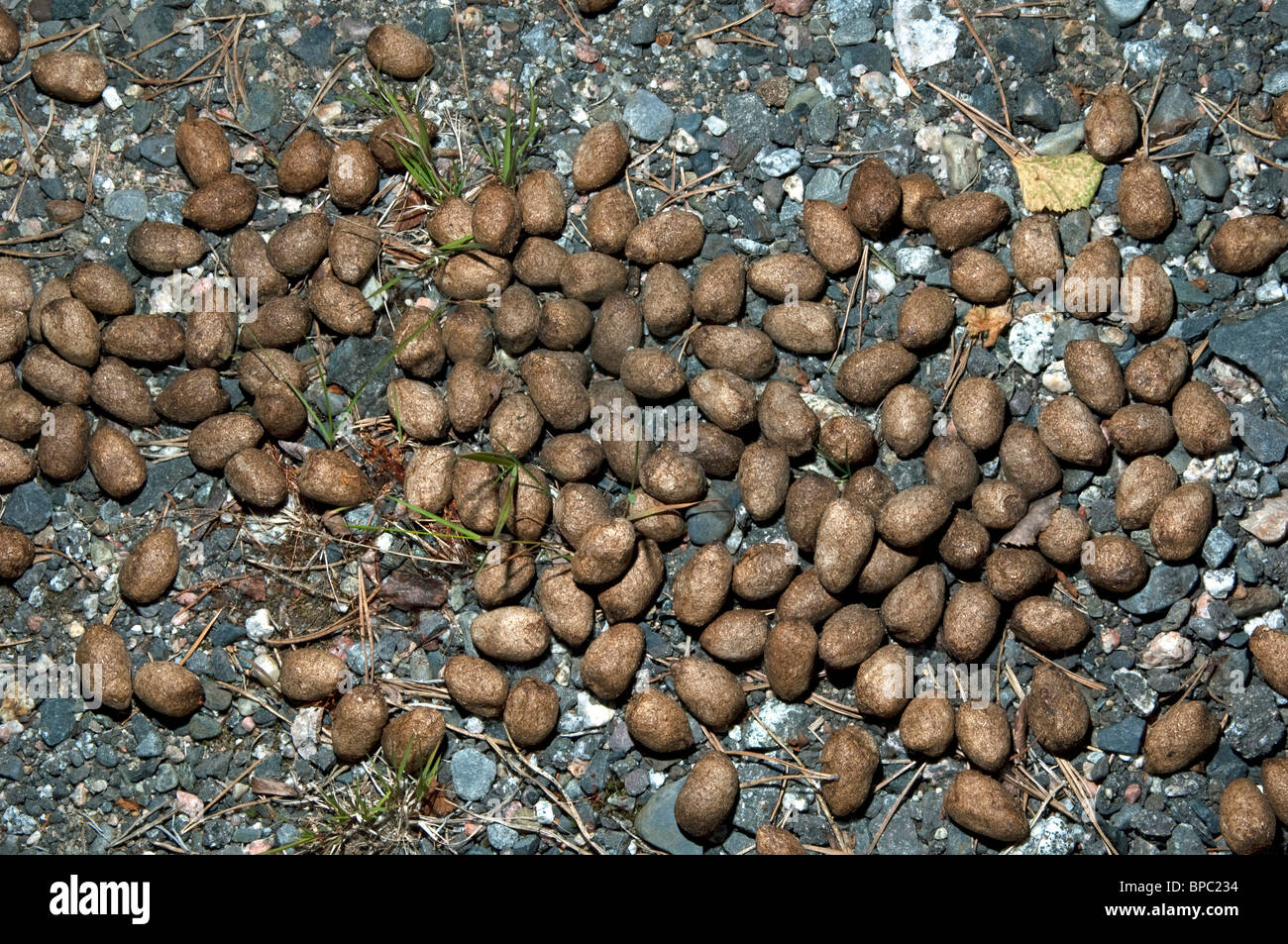 Mammal Droppings Banque De Photographies Et D images Haute R solution mammal-droppings-banque-de-photographies-et-d-images-haute-r-solution