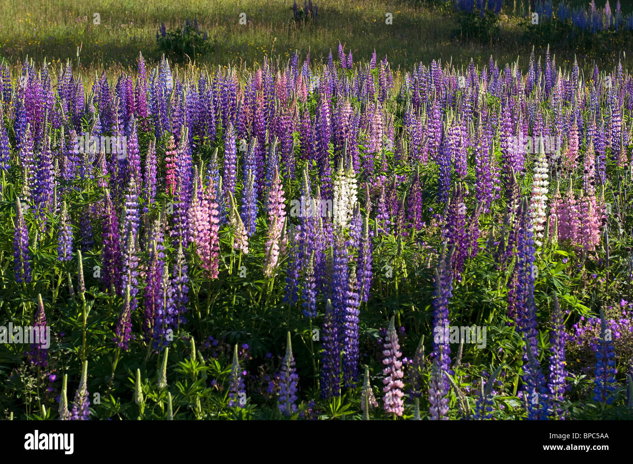 Jardin Le lupin (Lupinus polyphyllus), la floraison se tenir en Suède. Banque D'Images