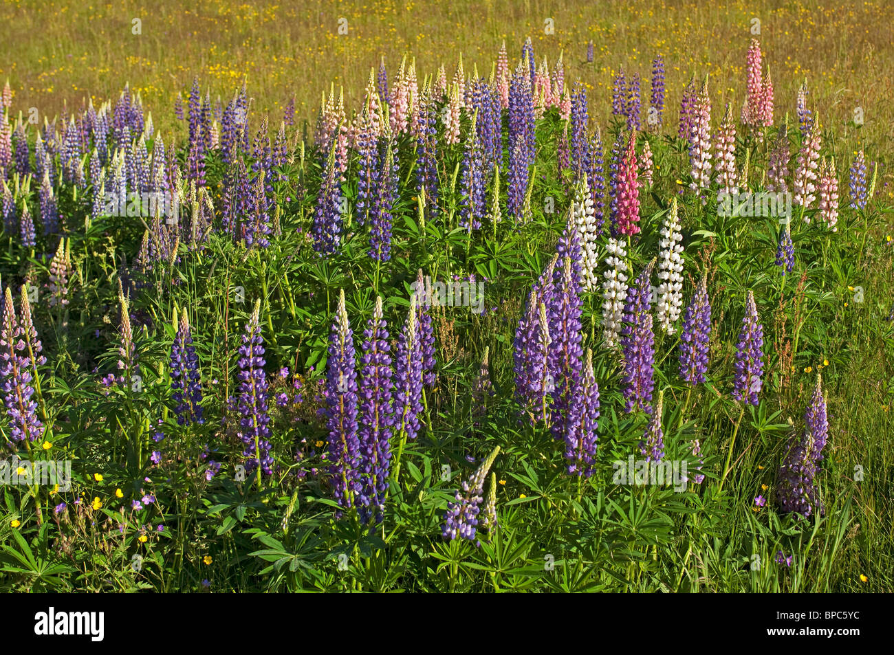 Jardin Le lupin (Lupinus polyphyllus), la floraison se tenir en Suède. Banque D'Images