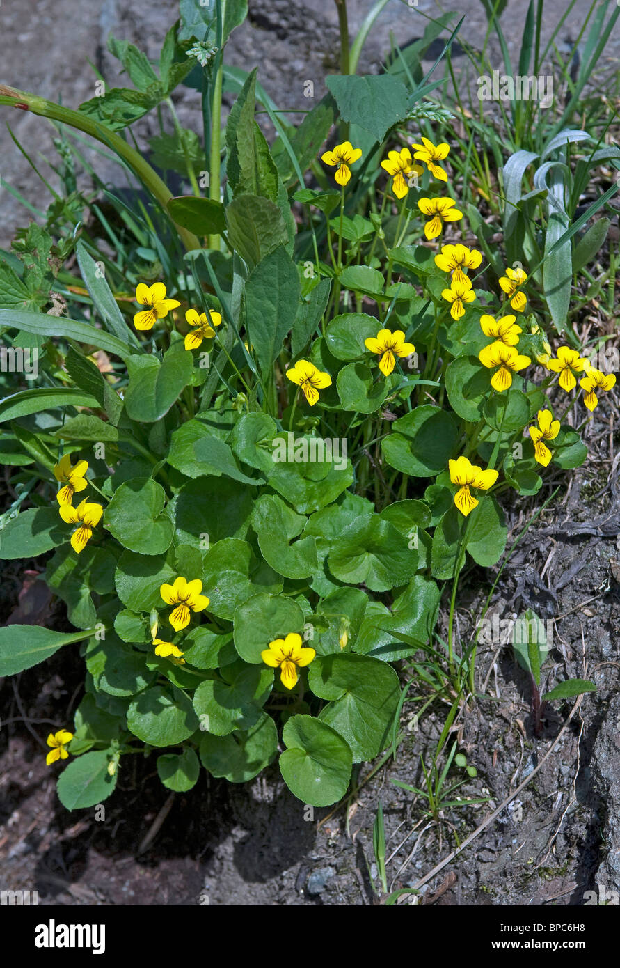 Twoflower (Violette Viola biflora), plante à fleurs. Banque D'Images