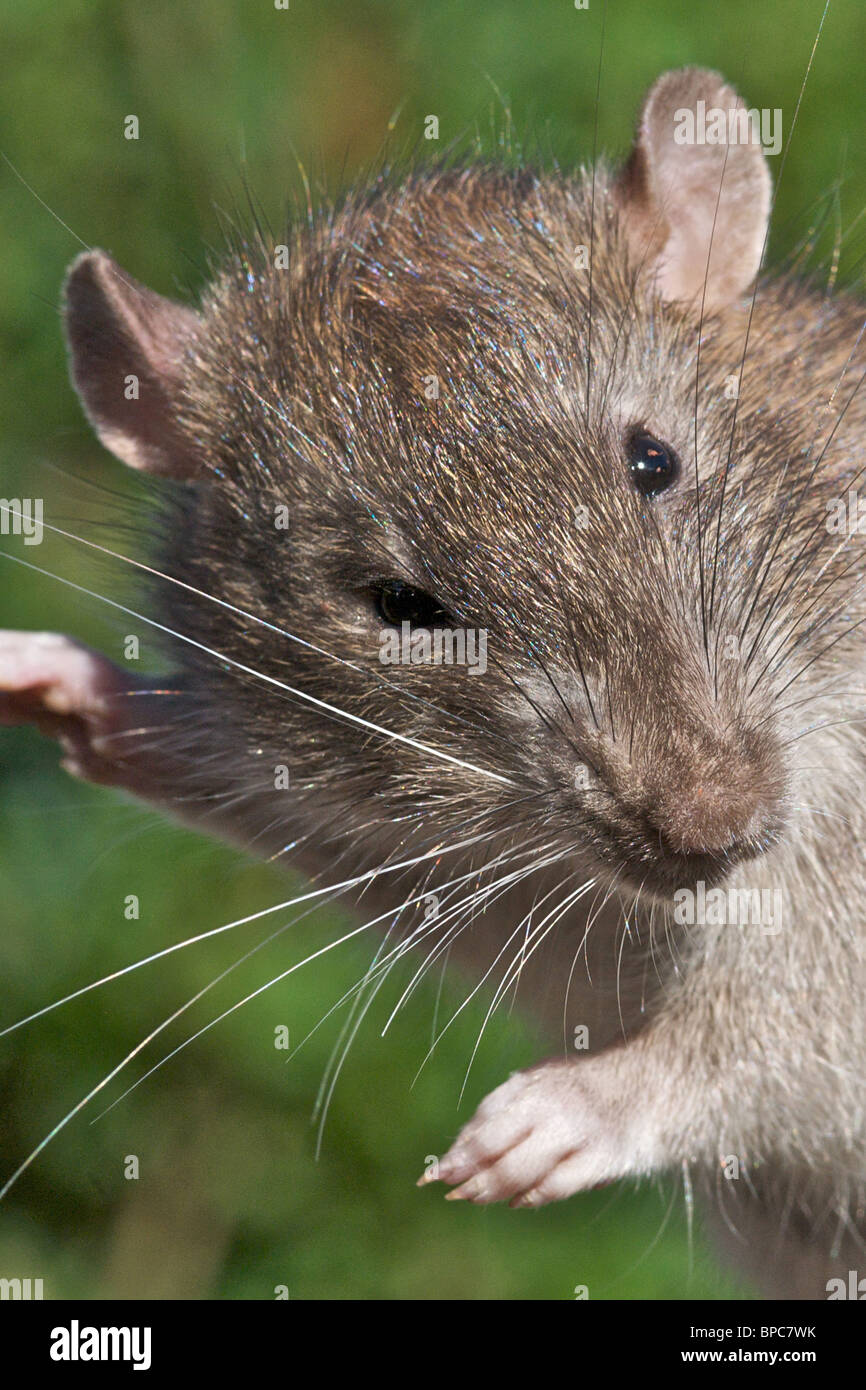 Images en gros plan de la politique ou rat brun (Rattus norvegicus) Banque D'Images