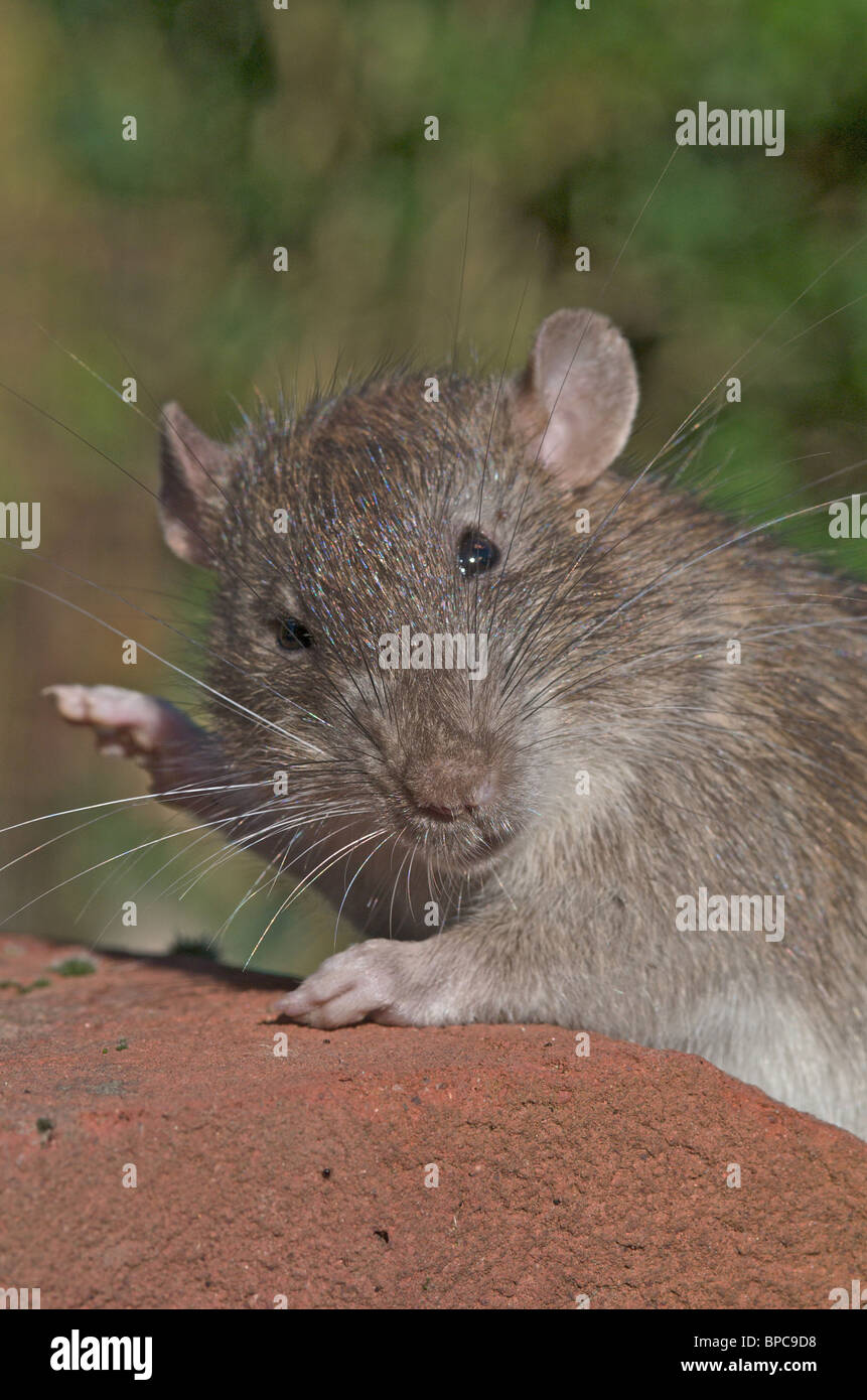 Images en gros plan de la politique ou rat brun (Rattus norvegicus) Banque D'Images