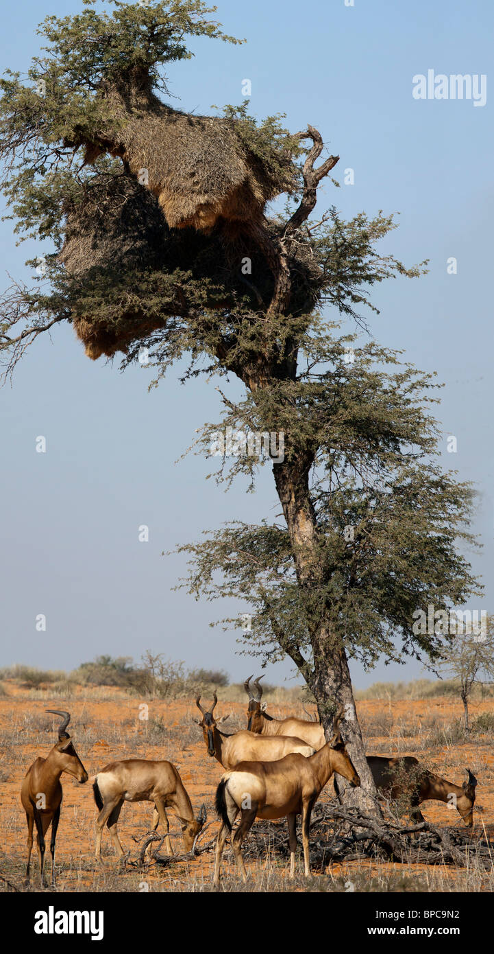 Panorama d'un bubale rouge et dunes rouges dans le Parc National transfrontalier de Kgalagadi en Afrique du Sud et le Botswana Banque D'Images