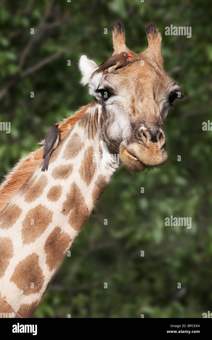 Girafe, Giraffa camelopardalis, avec redbilled, Buphagus erythrorhynchus oxpeckers, Kruger National Park, Afrique du Sud Banque D'Images