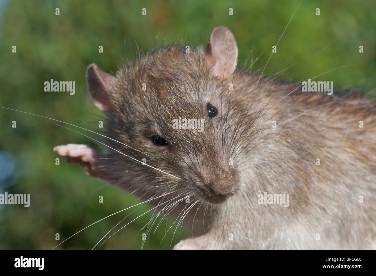 Images en gros plan de la politique ou rat brun (Rattus norvegicus) Banque D'Images