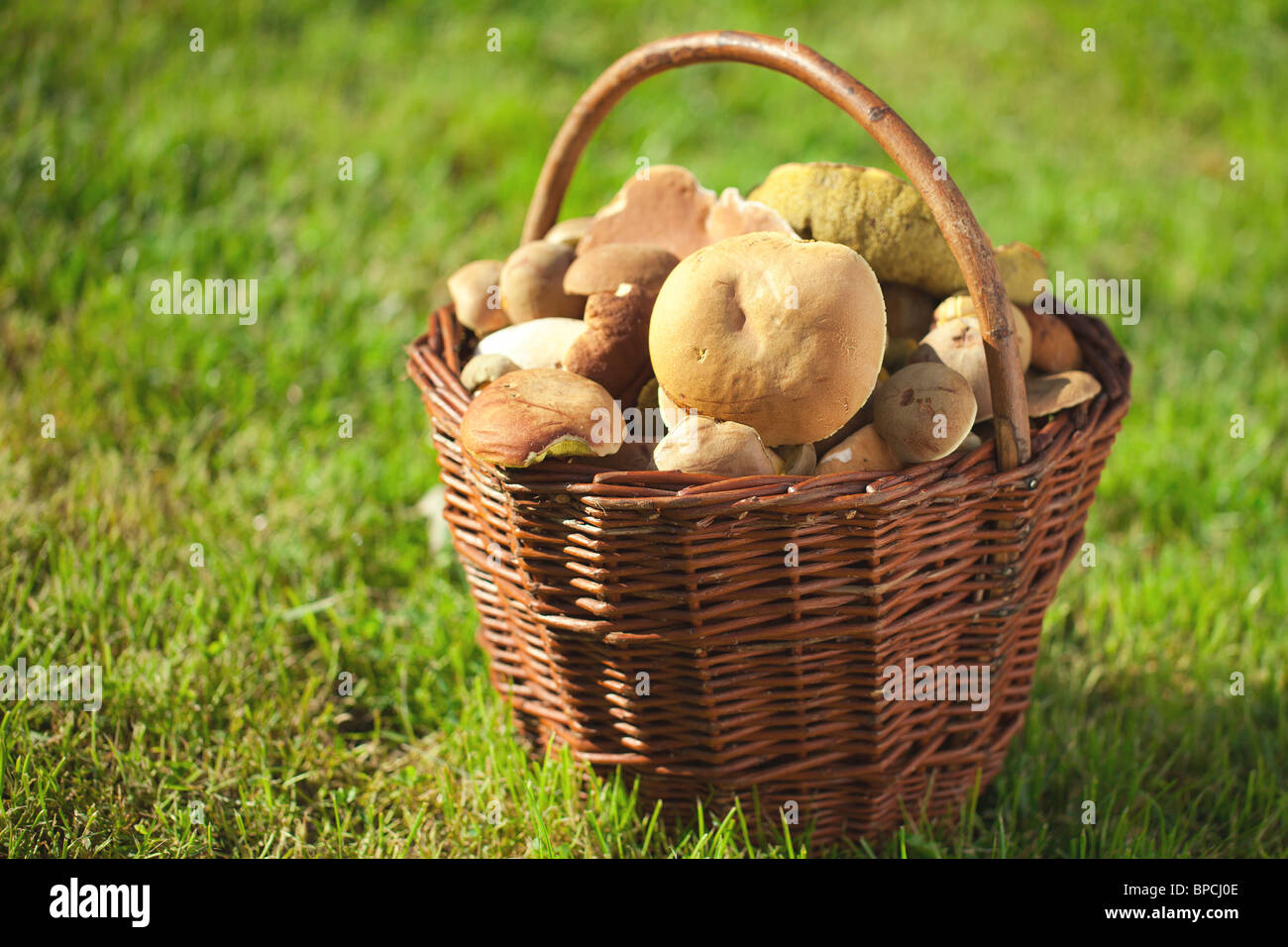 Les champignons dans un panier Banque D'Images