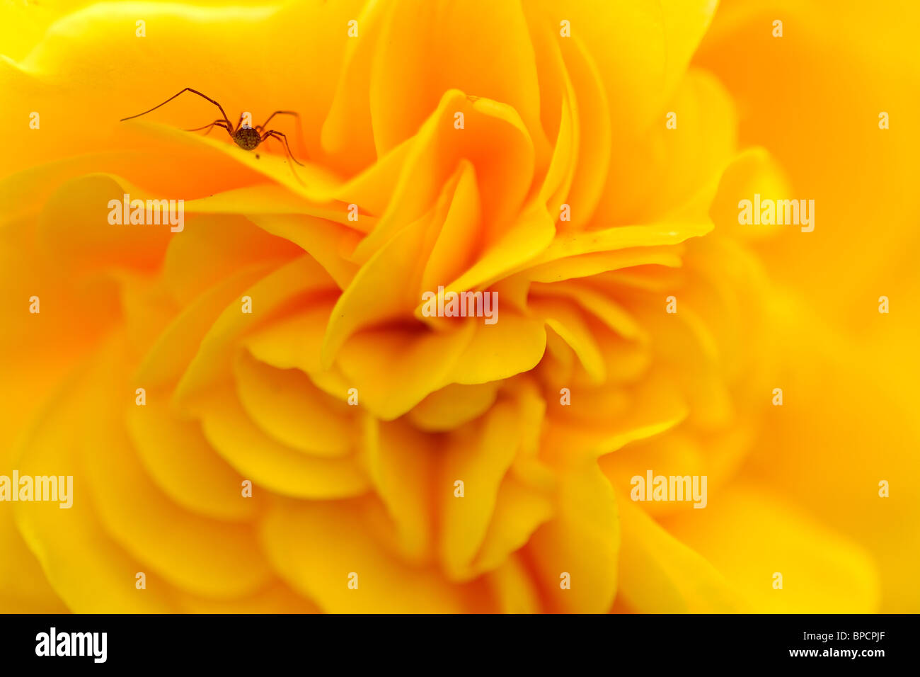 Selective focus close-up of Dahlia jaune (Georgine de plantes et d'insectes) (Daddy Longlegs). Étroite, sdof (bokeh). L'horizontale Banque D'Images