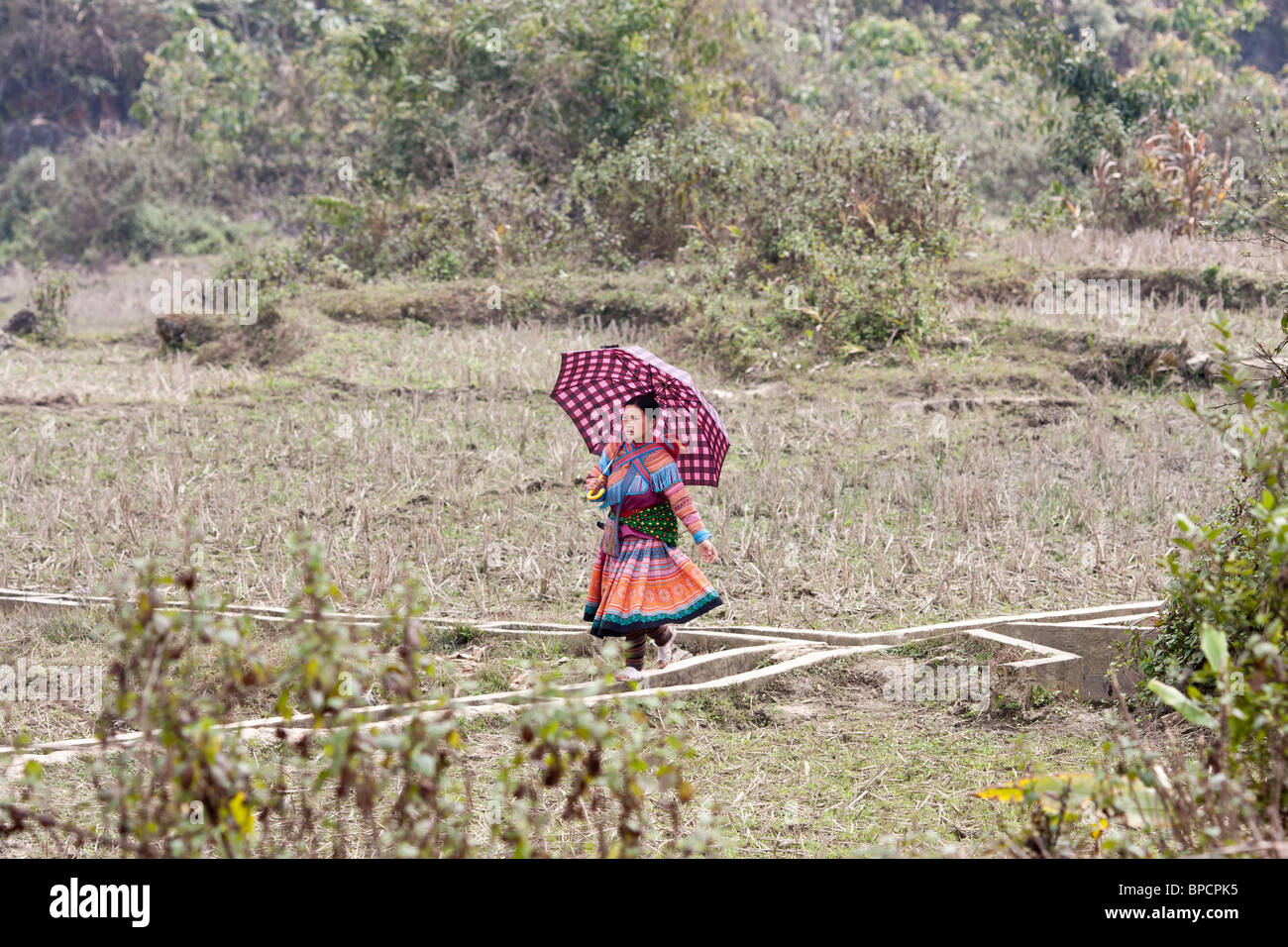 Une fleur femmes Hmong marche à travers un champ à l'aide d'un parapluie pour protéger son bébé sur son dos Banque D'Images