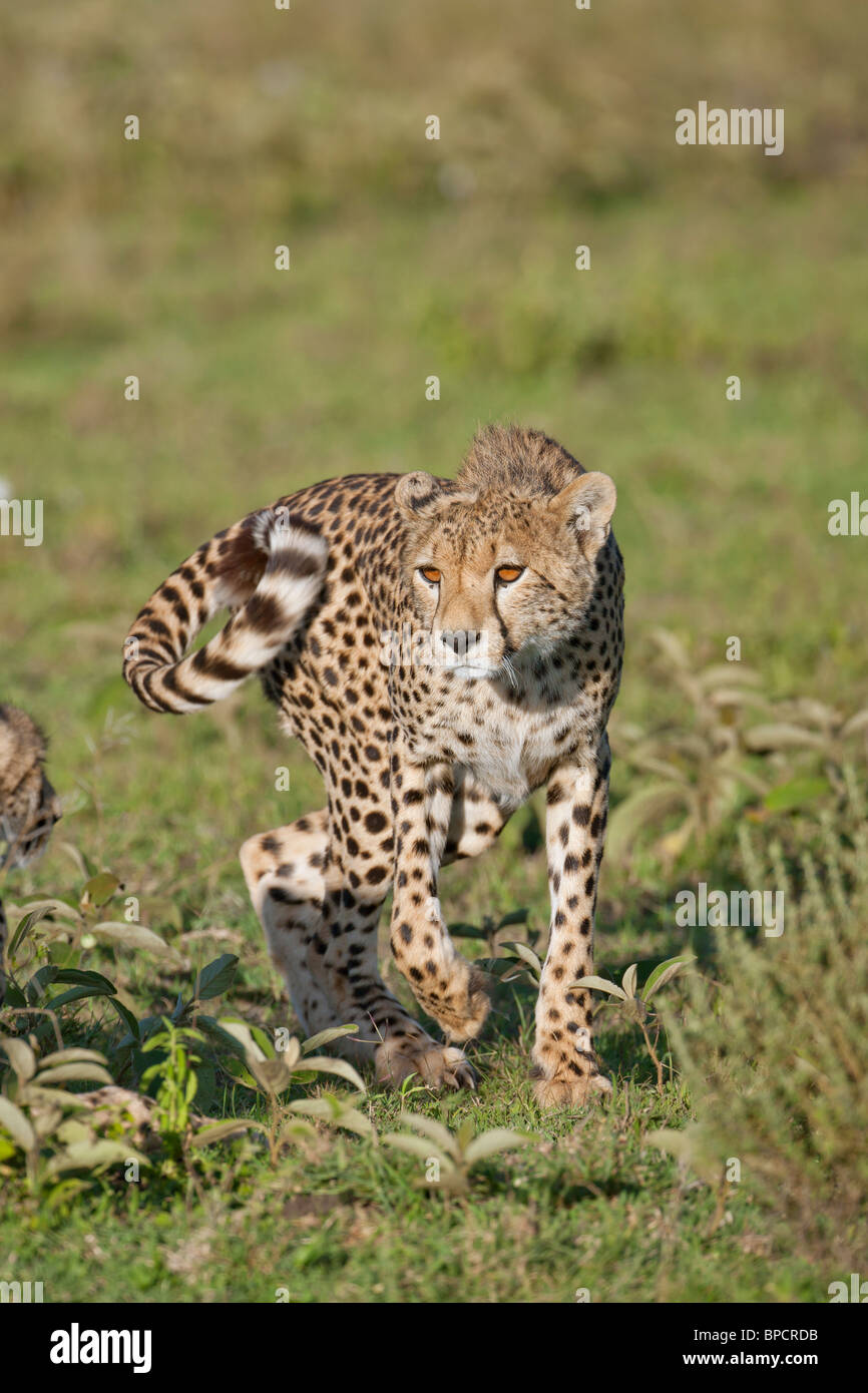 Cheetah dans la soirée la lumière, Serengeti, Tanzanie Banque D'Images