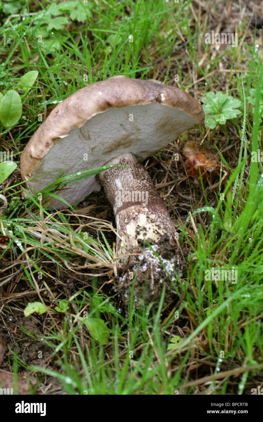 Bouleau brun Le Guide des champignons, bolets, Boletaceae. Un champignon commun près de bouleaux. Banque D'Images