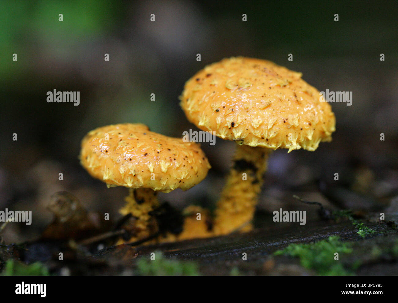 Scalycap flamboyant champignon, Pholiota flammans, Strophariaceae. Syn. Agaricus flammans et Dryophila flammans. Banque D'Images