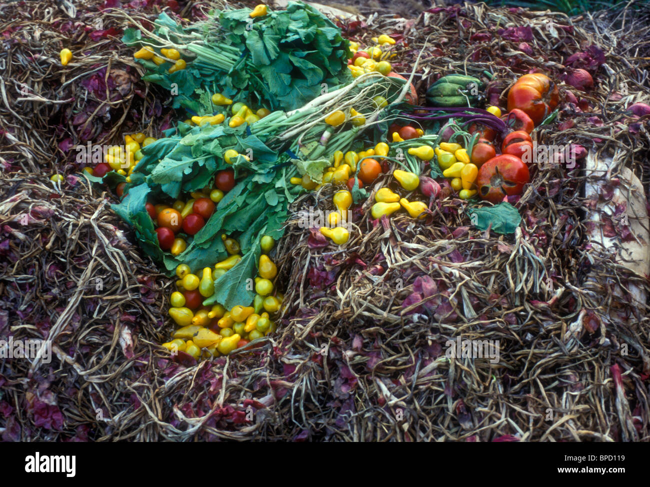 L'ajout de compost avec les nouvelles matières premières du jardin pour le jardinage biologique, compostage pour vivre vert sain Banque D'Images