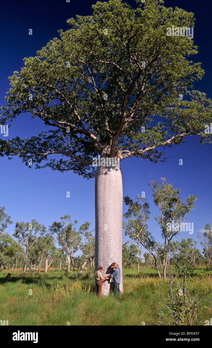 L'arpentage boabs, Territoire du Nord, Australie Banque D'Images