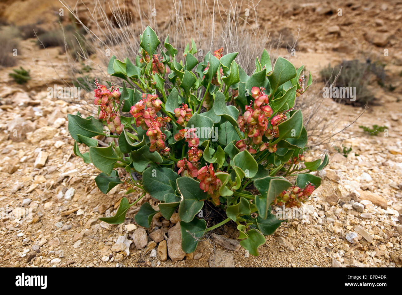 חומעה ורודה Cyprius Polygonaceae Rumex Banque D'Images