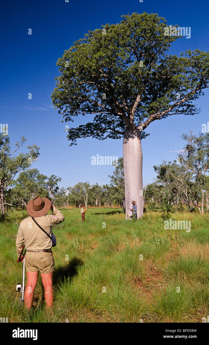 L'arpentage boabs, Territoire du Nord, Australie Banque D'Images