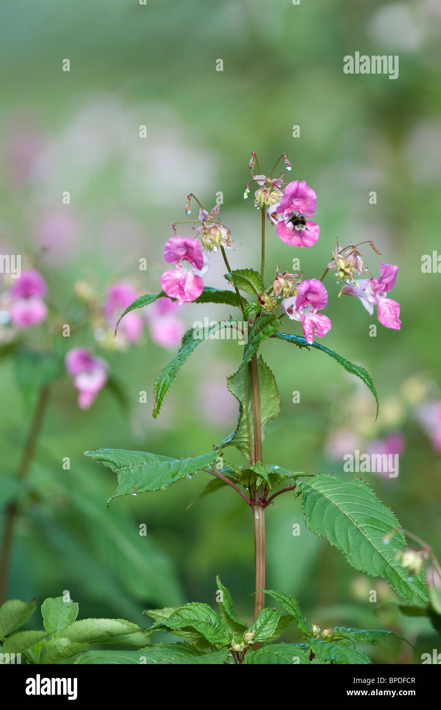 La lutte contre les mauvaises herbes envahissantes balsamine de l'himalaya Impatiens glandulifera] [à la pollinisation est réalisée par un cerf chamois Bumblebee Banque D'Images
