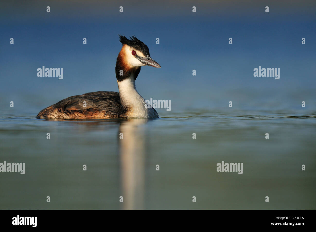 Des profils de grèbe huppé (Podiceps cristatus) Banque D'Images