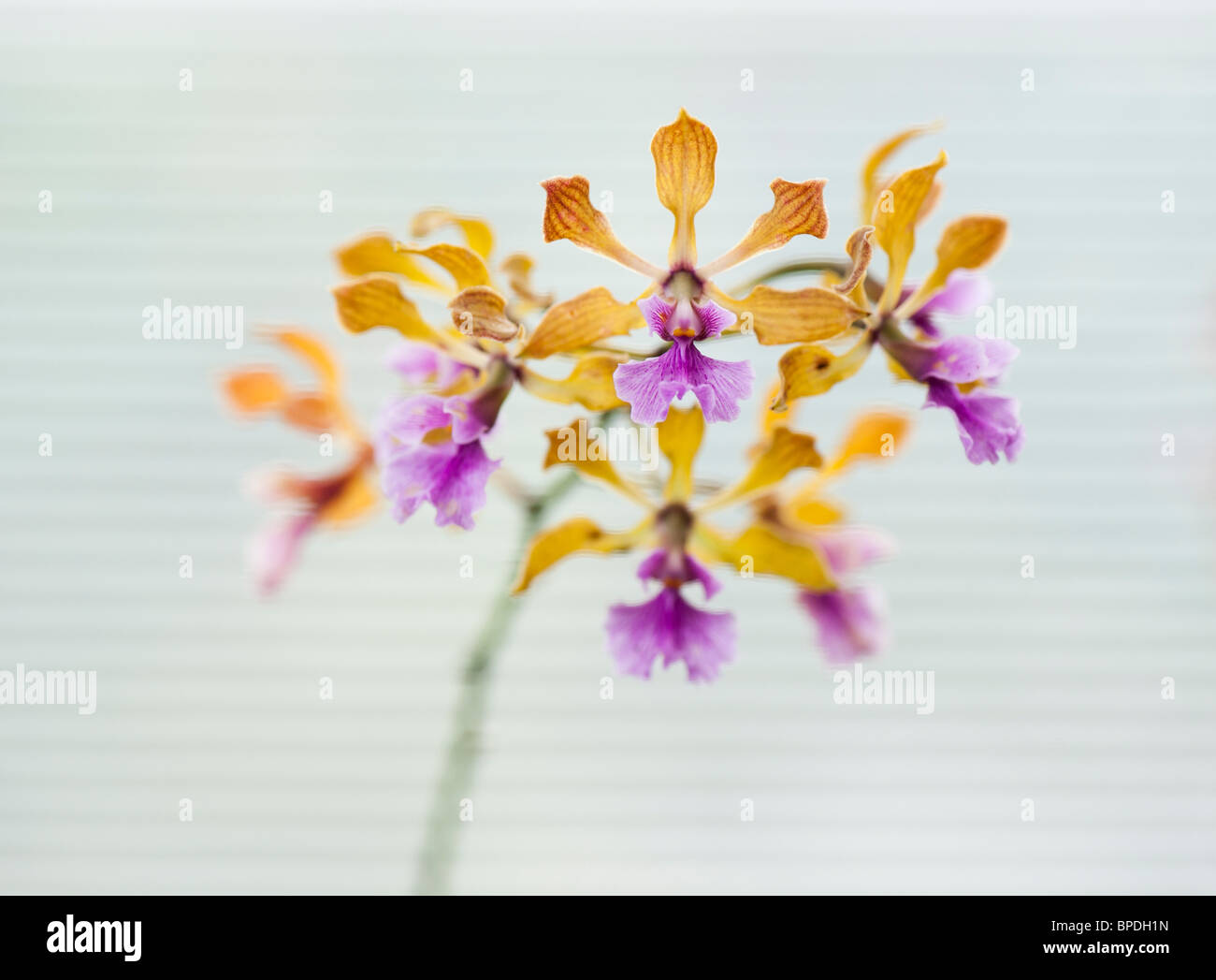 Fleurs orchidées Encyclia contre le fond blanc d'une fenêtre aveugle Banque D'Images