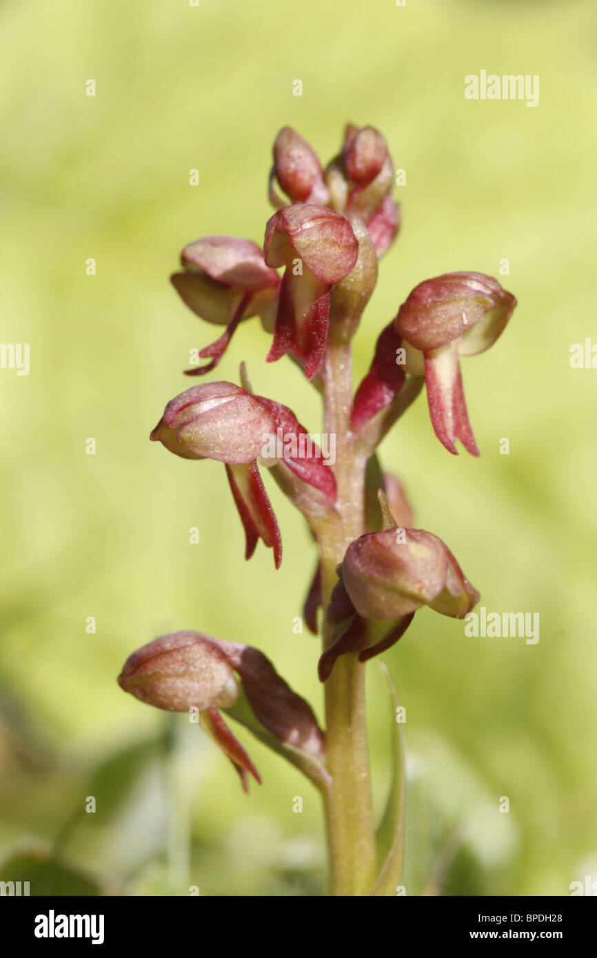 Orchidée de la grenouille Banque D'Images