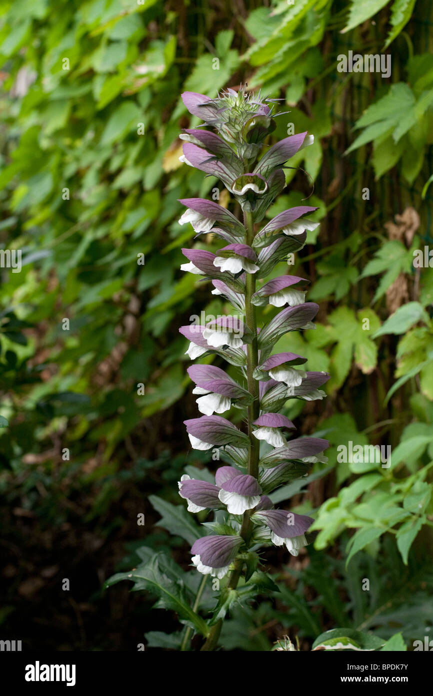 Acanthus Spinosus culottes d'ours Banque D'Images