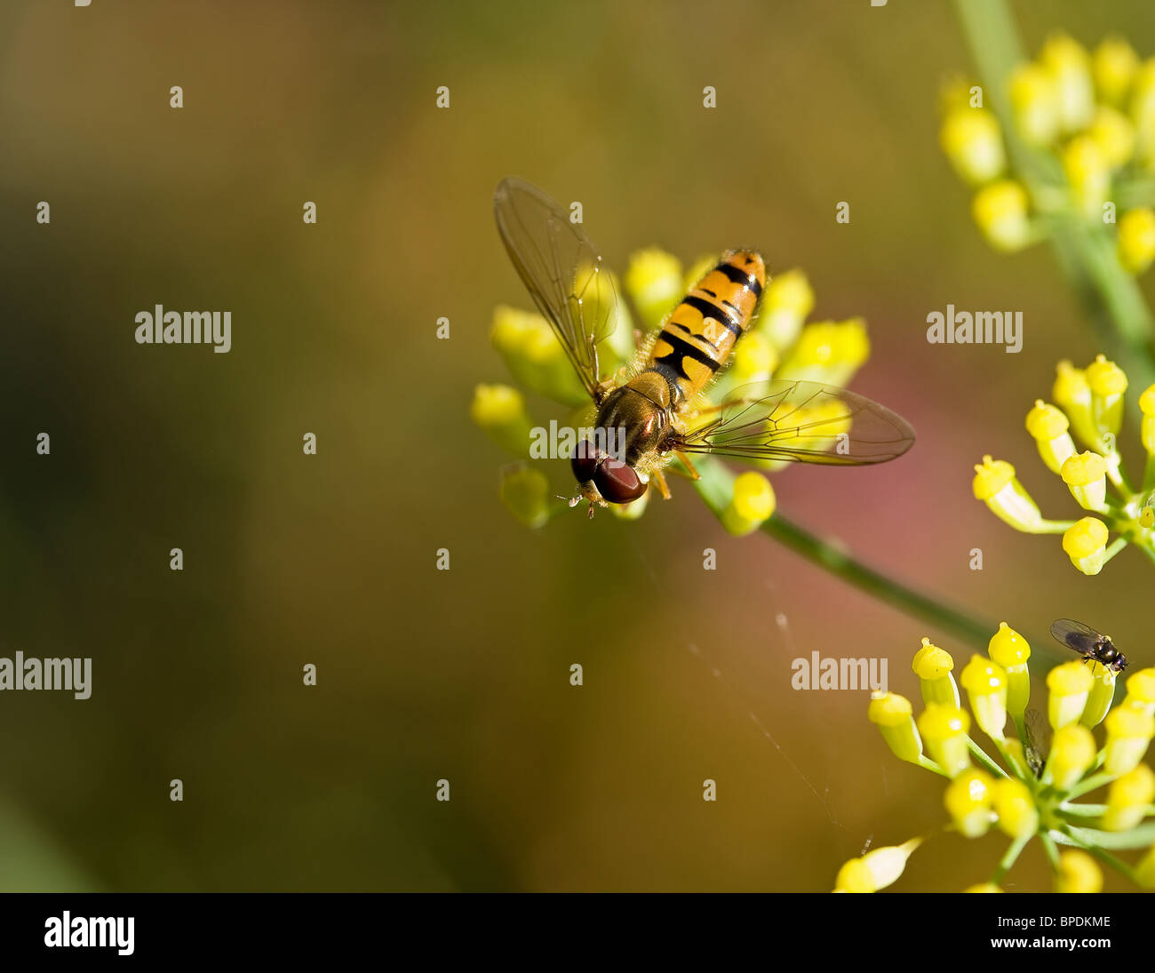 Hoverfly au fenouil Banque D'Images