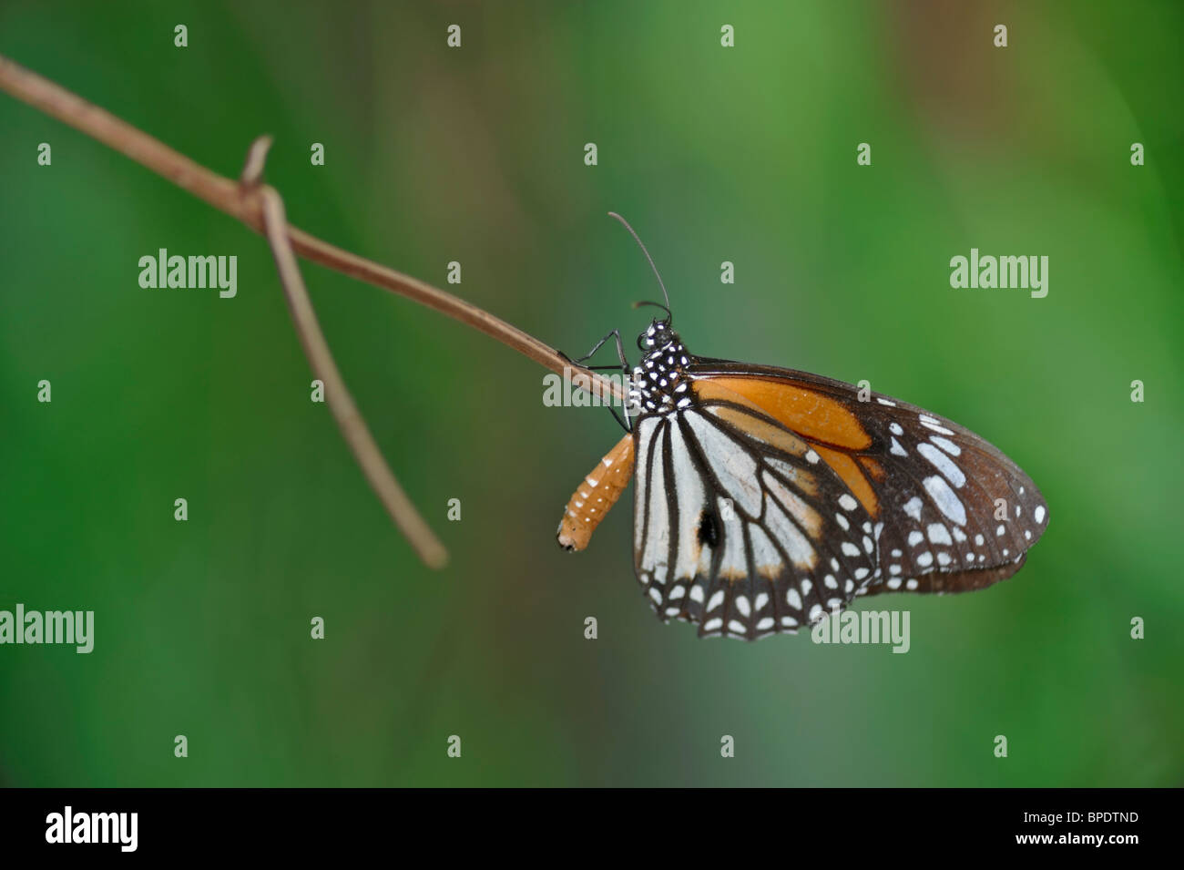 Veiné noir Papillon Tigre reposant sur une branche sèche - Danaus Melanippus Hégésippe Banque D'Images