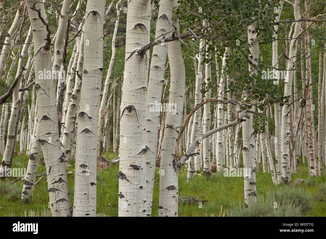 Pando, colonie clonale des arbres de peuplier faux-tremble, Populus tremuloides, couvrant 107 acres, Fishlake National Forest, Utah Banque D'Images