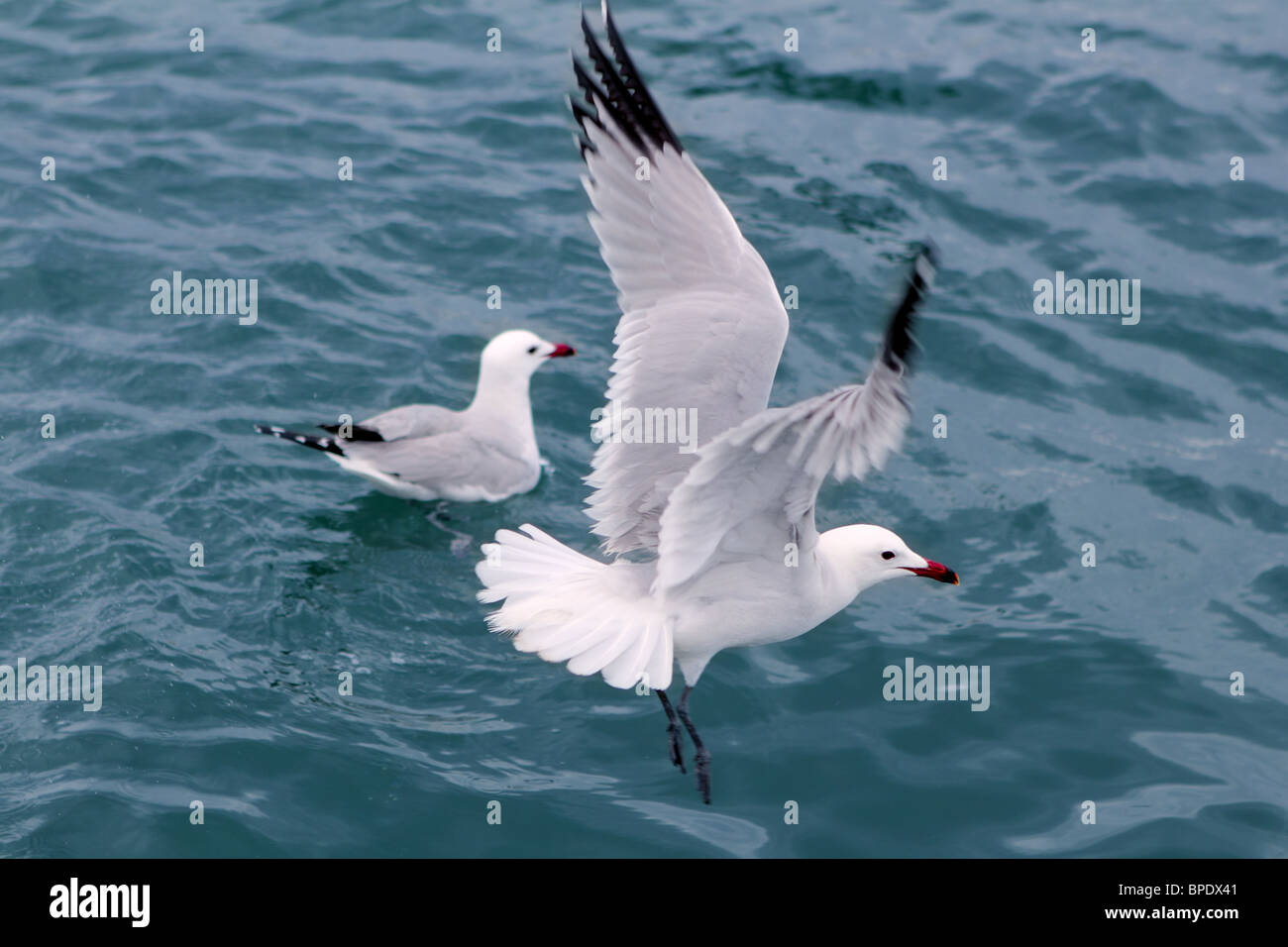 Mouettes mouettes active sur les oiseaux de l'océan bleu Banque D'Images