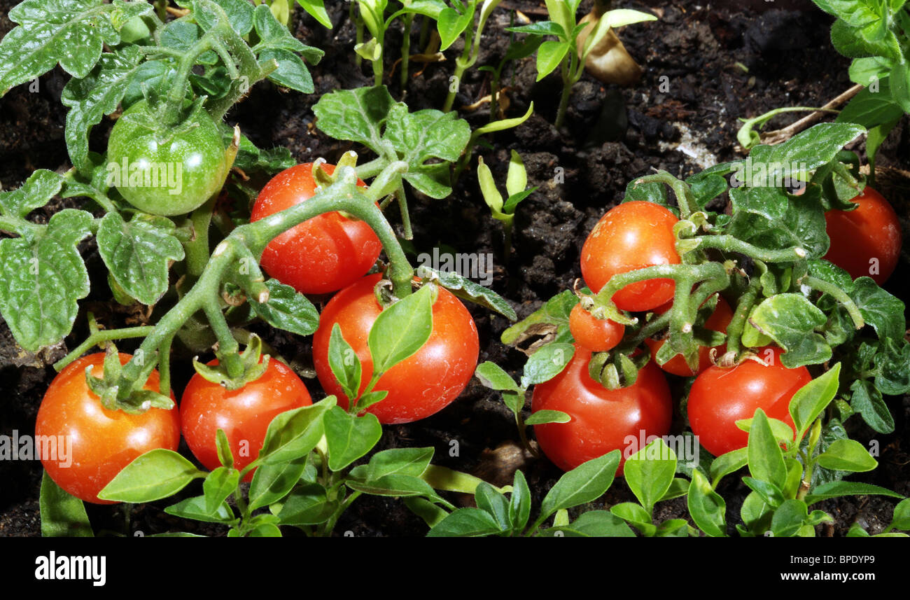Tomato plants in greenhouse Banque D'Images