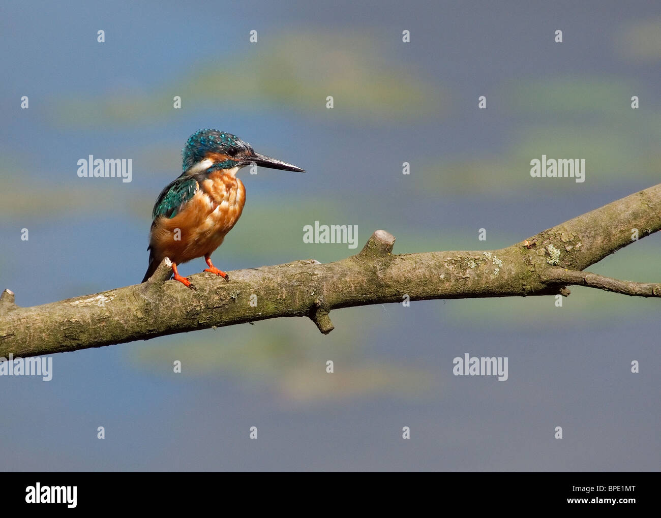 Kingfisher Alcedo atthis, photographié, à la simple exploitation des sables bitumineux de fiducie de la faune du bois près de la réserve naturelle de Rufford. Banque D'Images